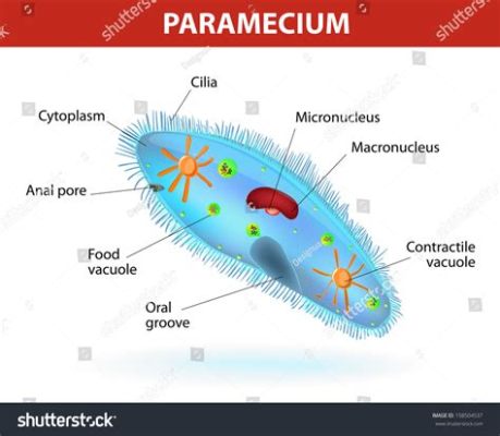  Paramecium! Ein winziger Wirbeltier-Champion mit beweglichen Wimpern