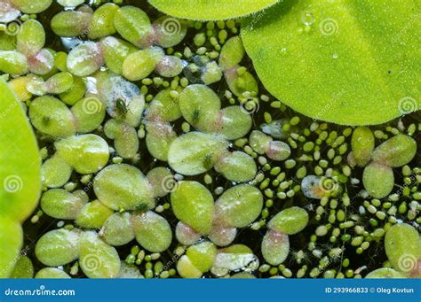  Wolffia - Ein winziges Wasserwunder, das Fotosynthese und Zellteilung gleichzeitig meistert!